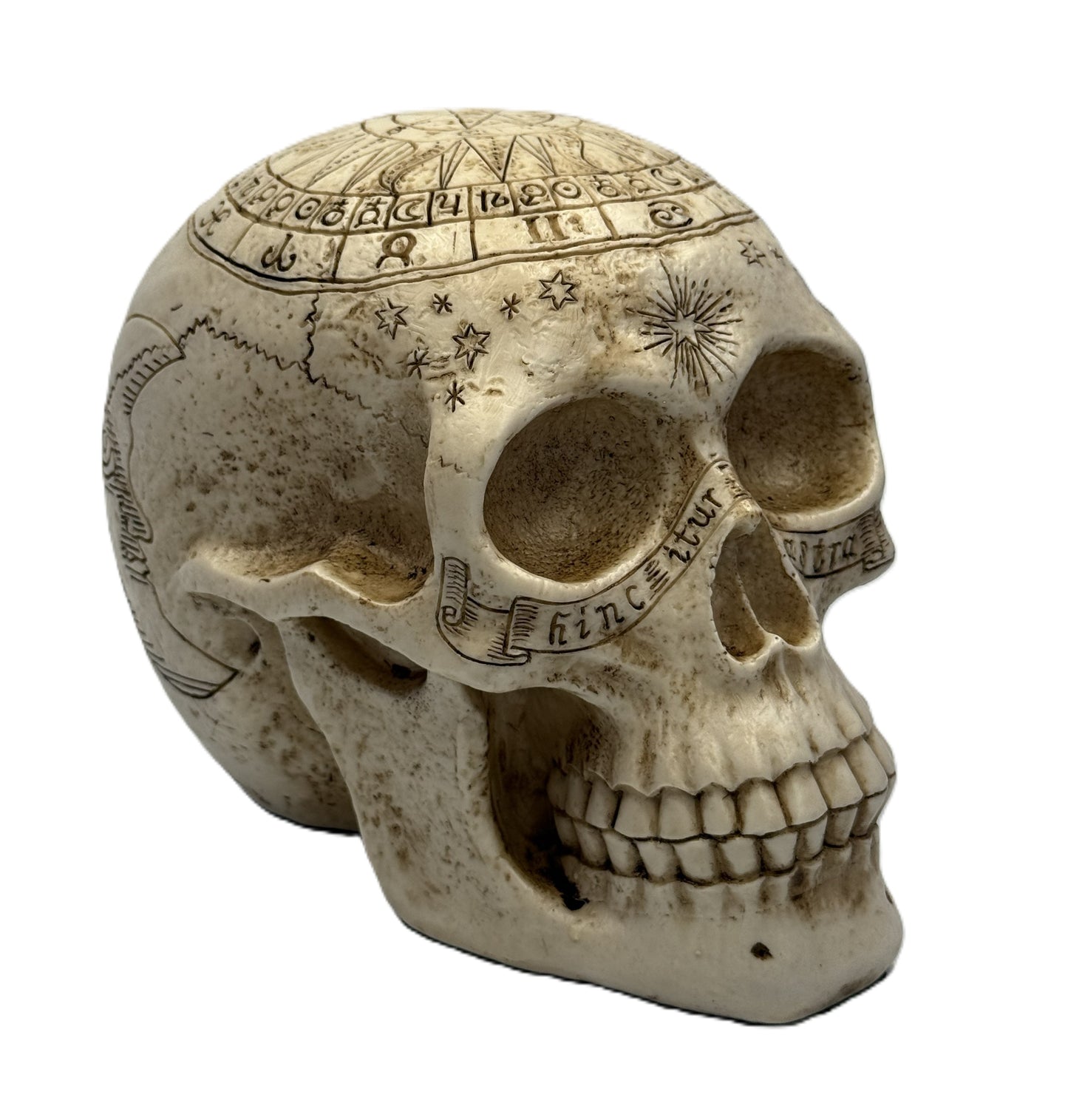 Front view of gothic astrology skull with carved teeth detail zodiac symbols and aged resin finish
