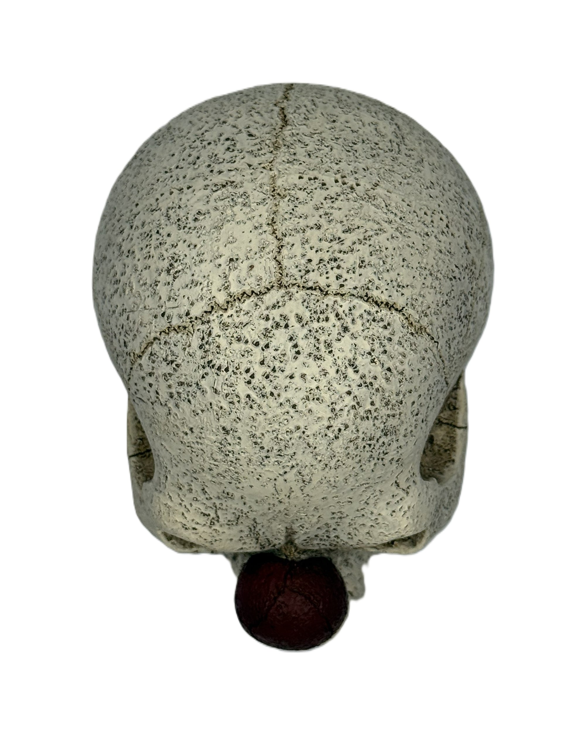 Top back view of clown skull statue showing surface cracks and weathered bone texture with red nose visible
