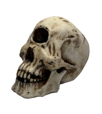 Front angled view of cyclops skull statue with single eye socket and distressed hand-painted resin finish
