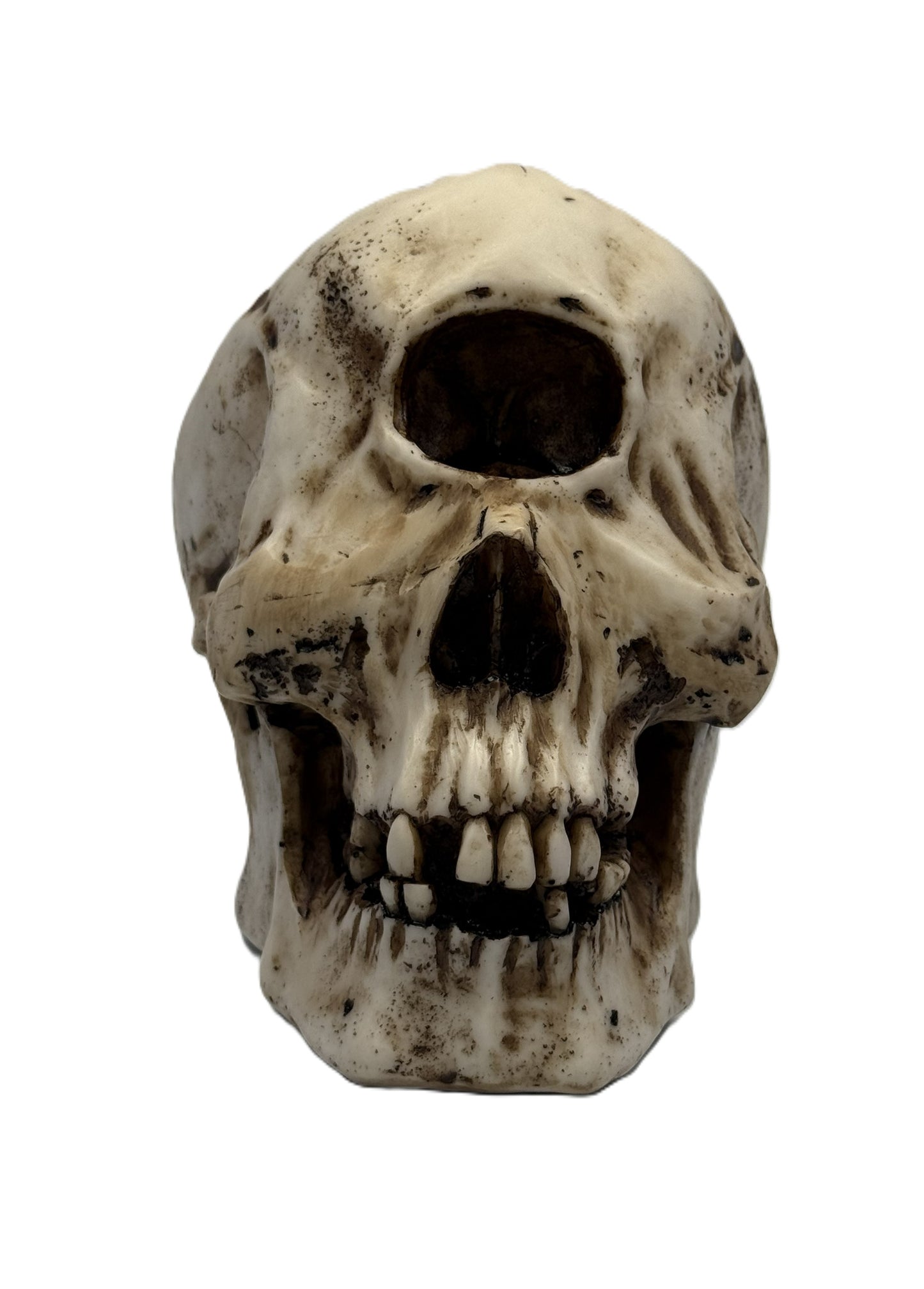 Front view of cyclops skull statue with prominent single eye socket and realistic aged bone effect
