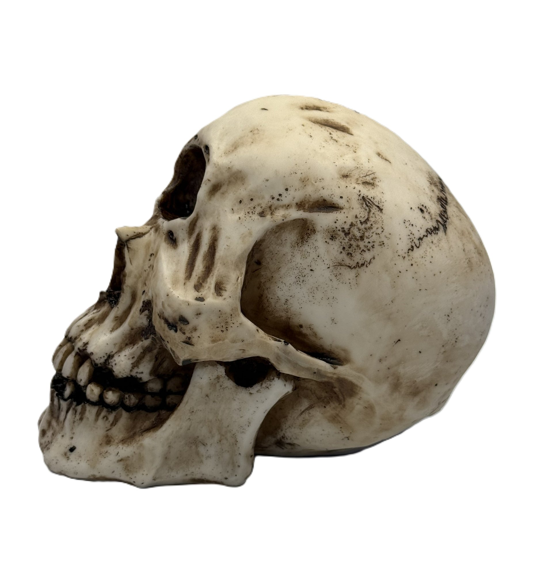 Left side view of cyclops skull decor showing elongated cranium and weathered bone texture
