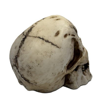 Rear angled view of cyclops skull statue emphasizing rounded back and distressed detailing
