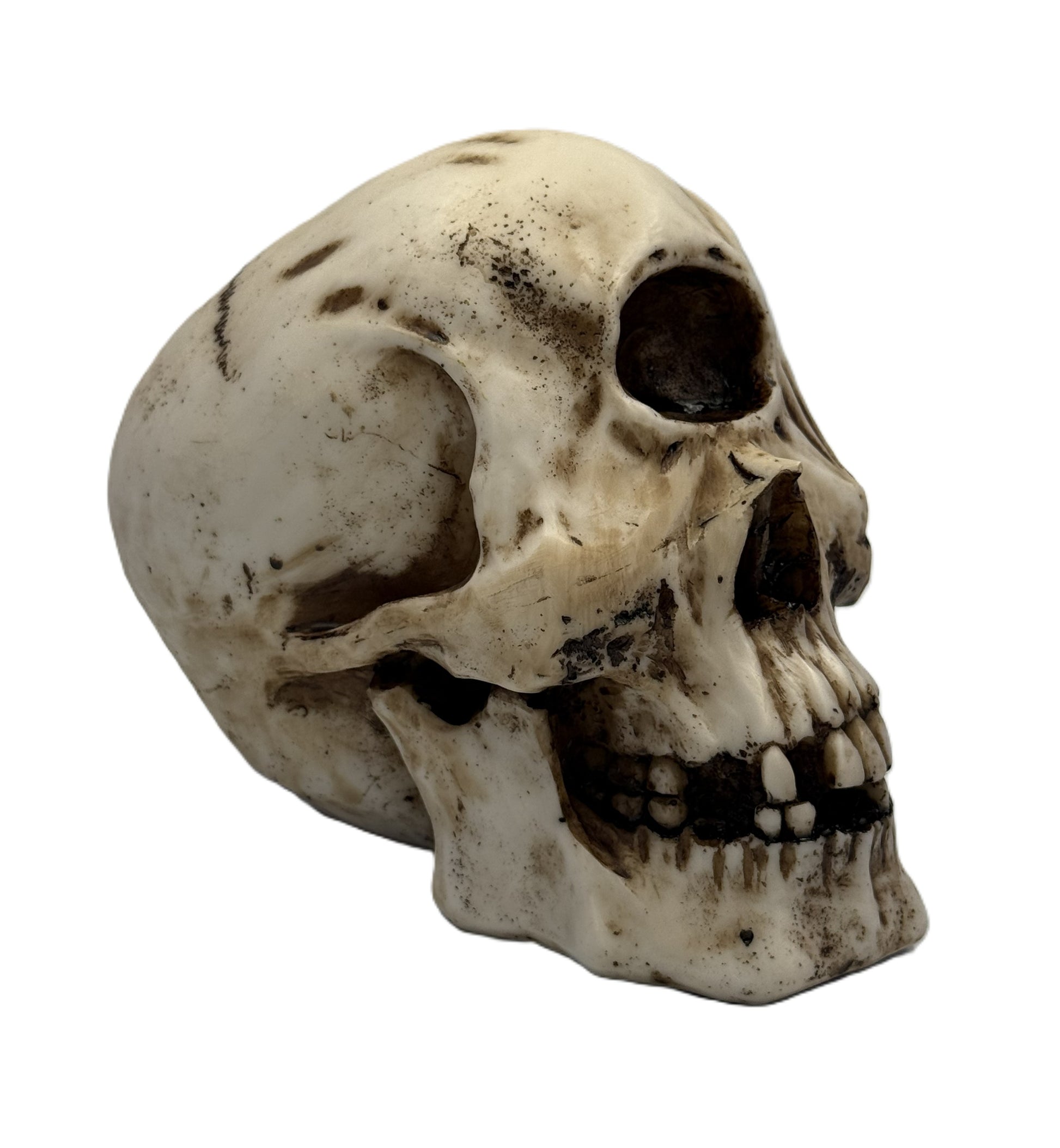 Right side view of mythical cyclops skull showing single eye cavity and sculpted bone contours
