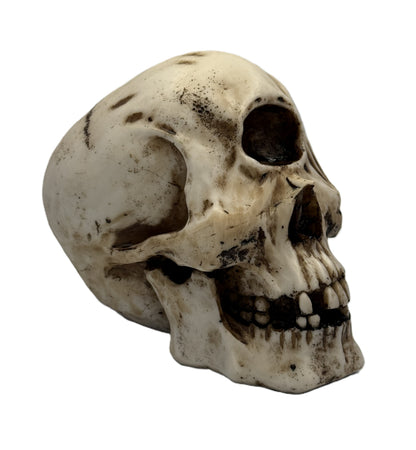 Right side view of mythical cyclops skull showing single eye cavity and sculpted bone contours
