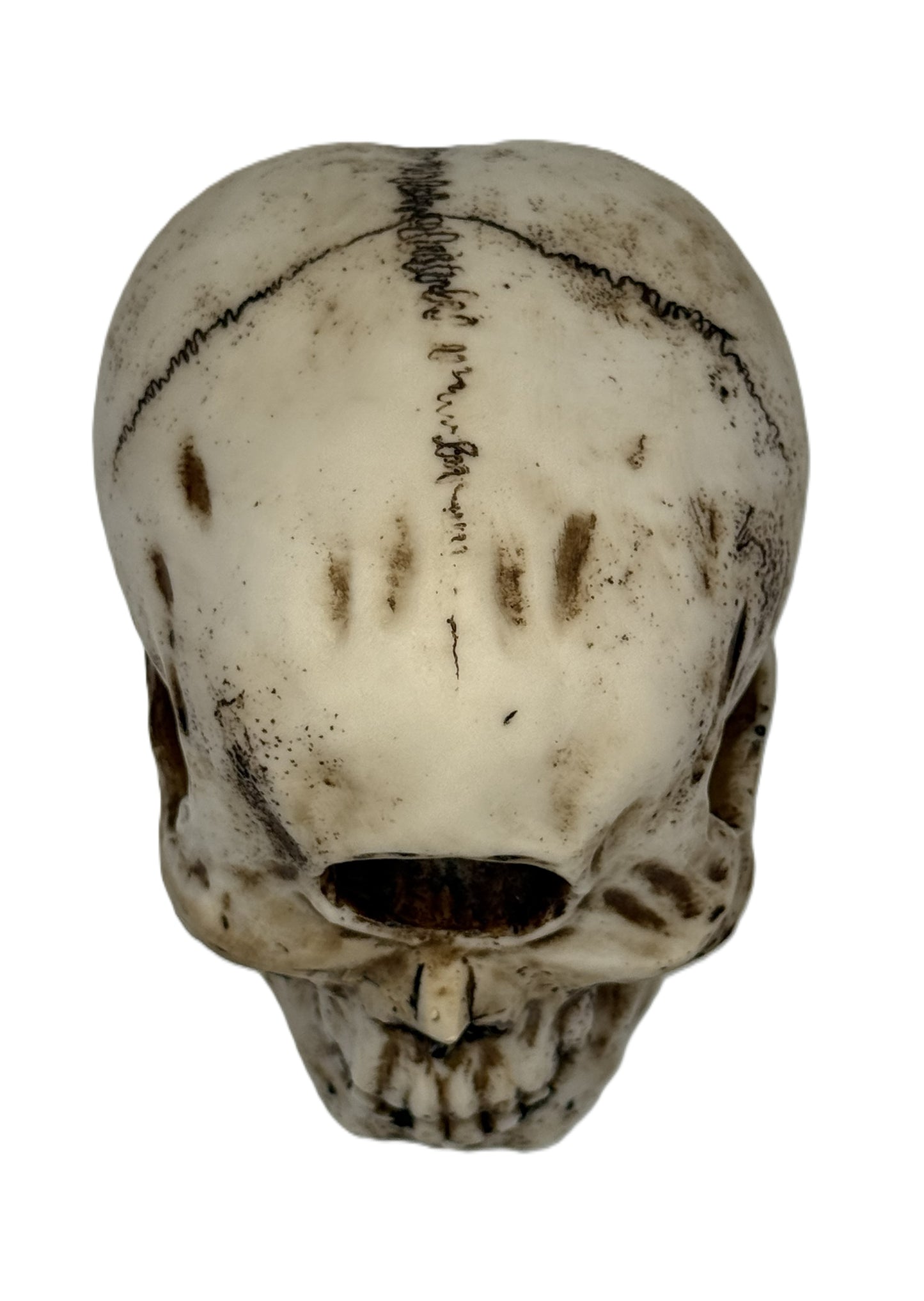 Top front view of cyclops skull highlighting cranial shape and darkened antique finish details
