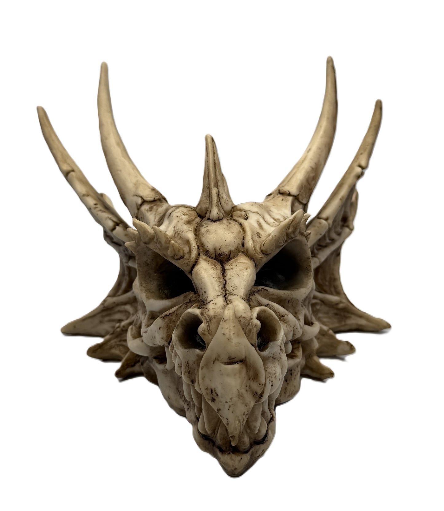 Front view of dragon skull statue with prominent horns and detailed bone texture
