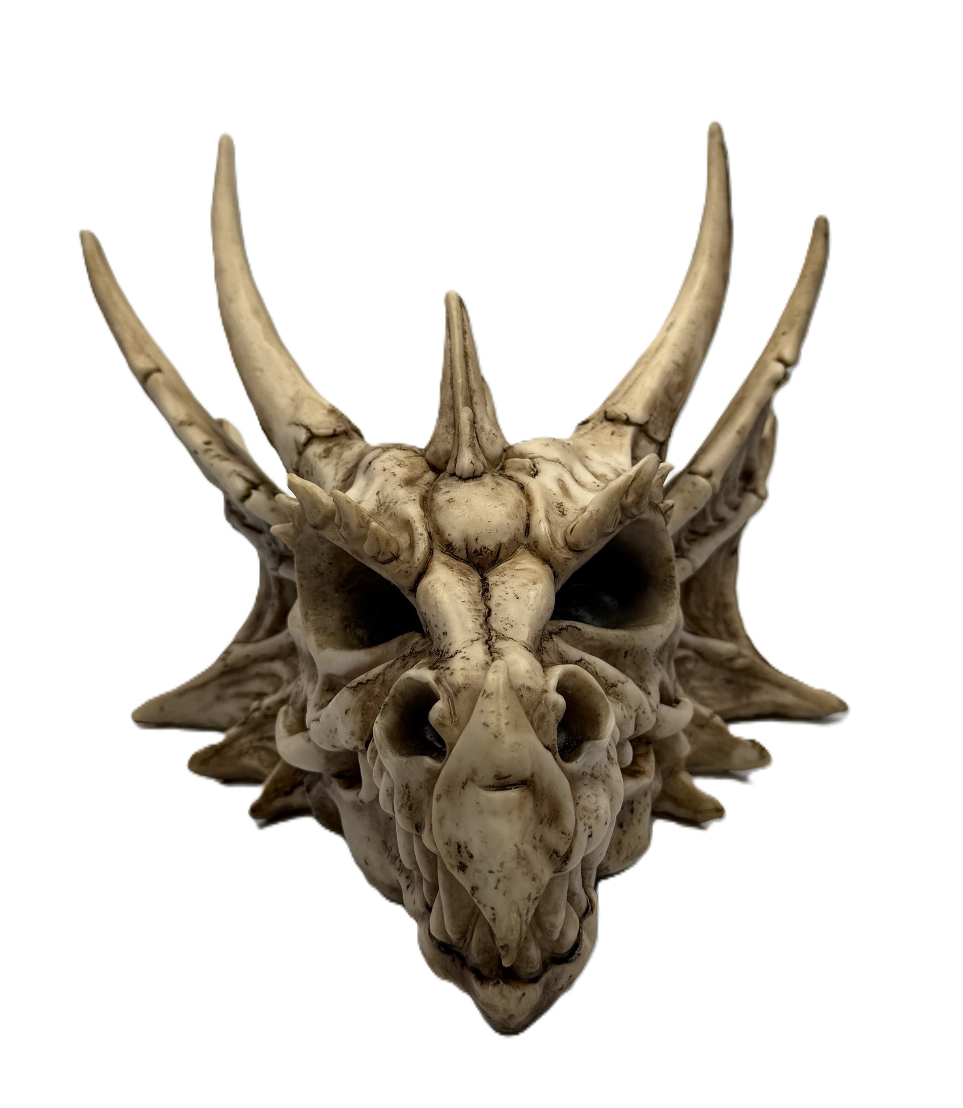 Front view of dragon skull statue with prominent horns and detailed bone texture

