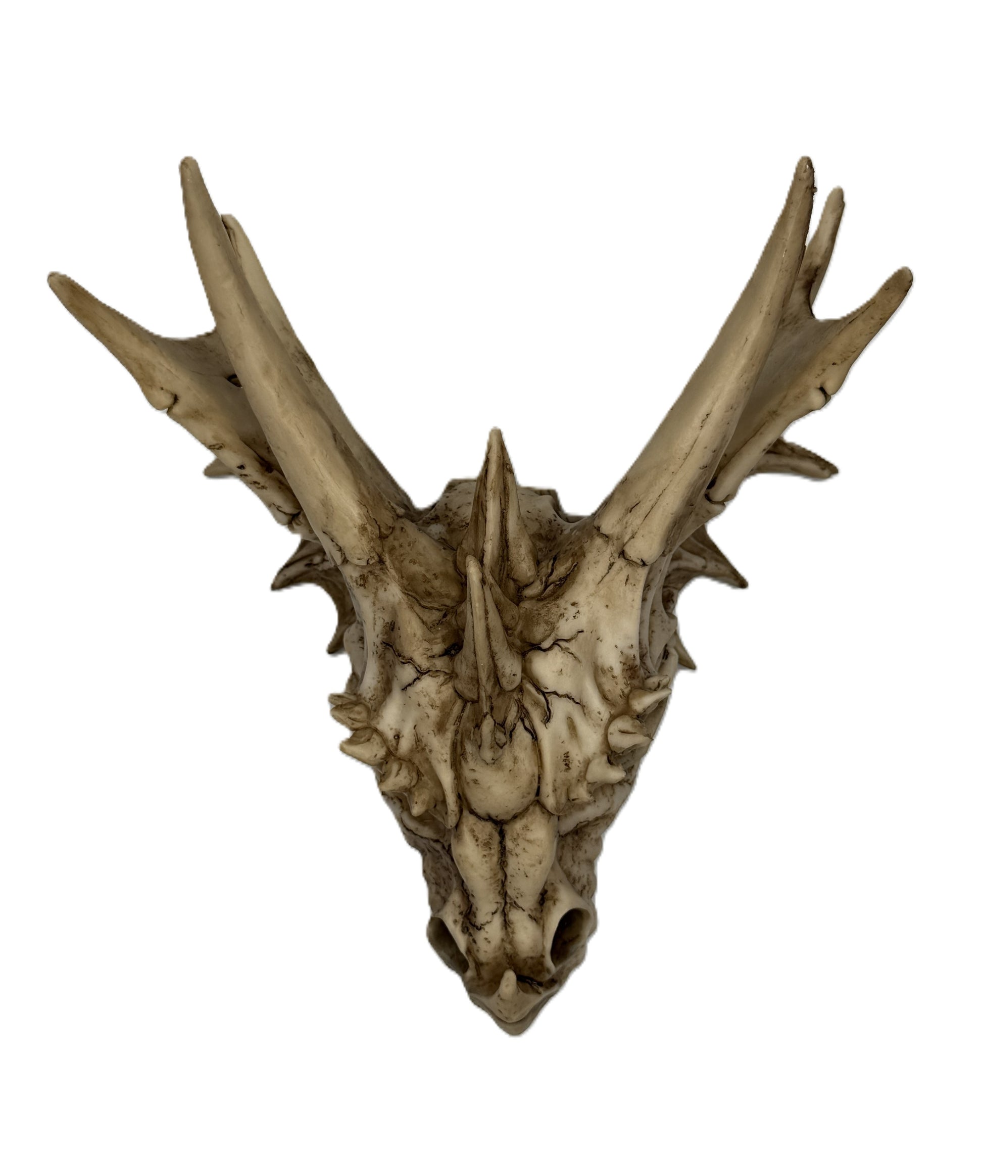 Top view of dragon skull head showing horn arrangement and sculpted bone details
