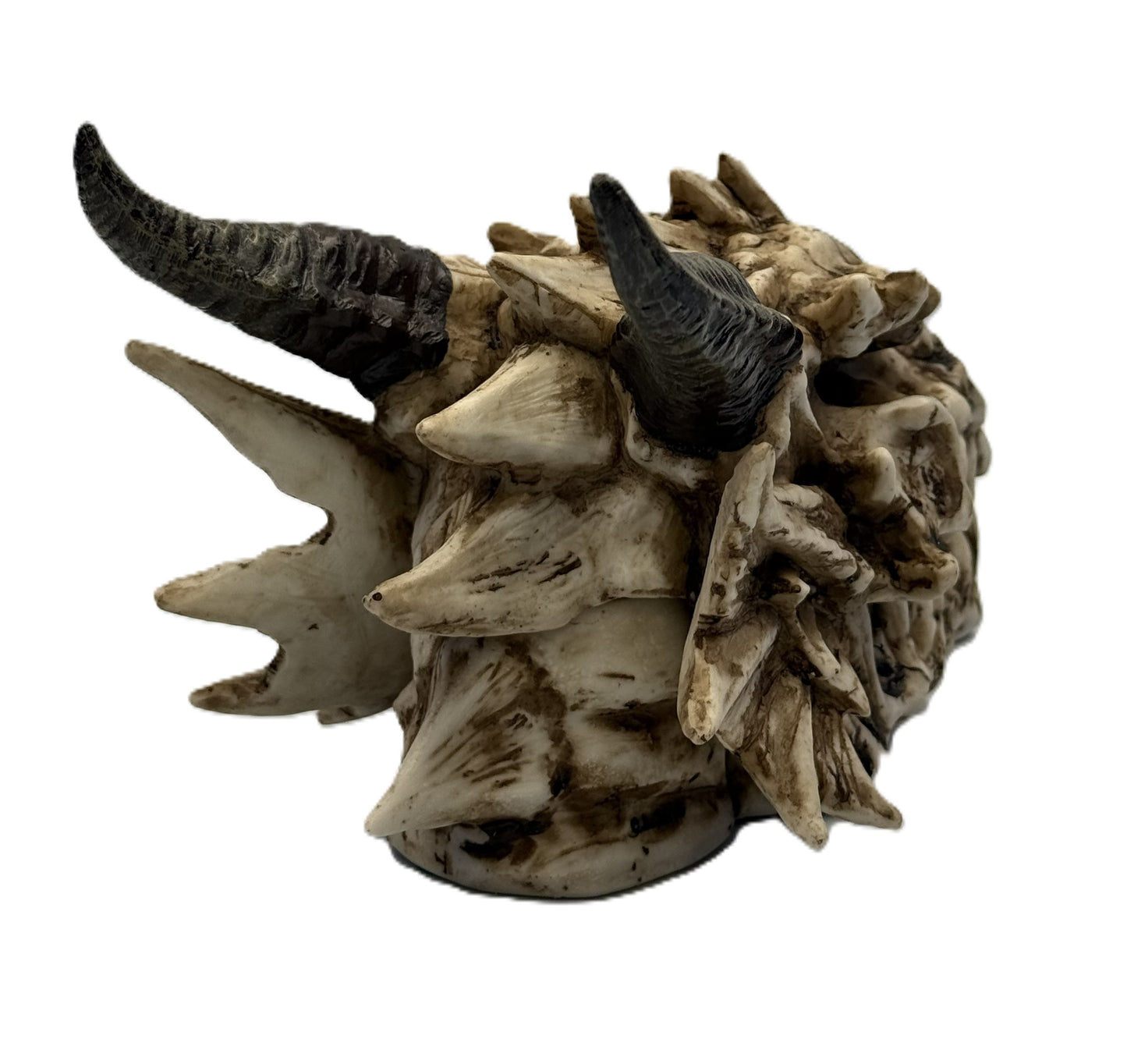 Back view of dragon skull box featuring large curved horns and textured bone finish
