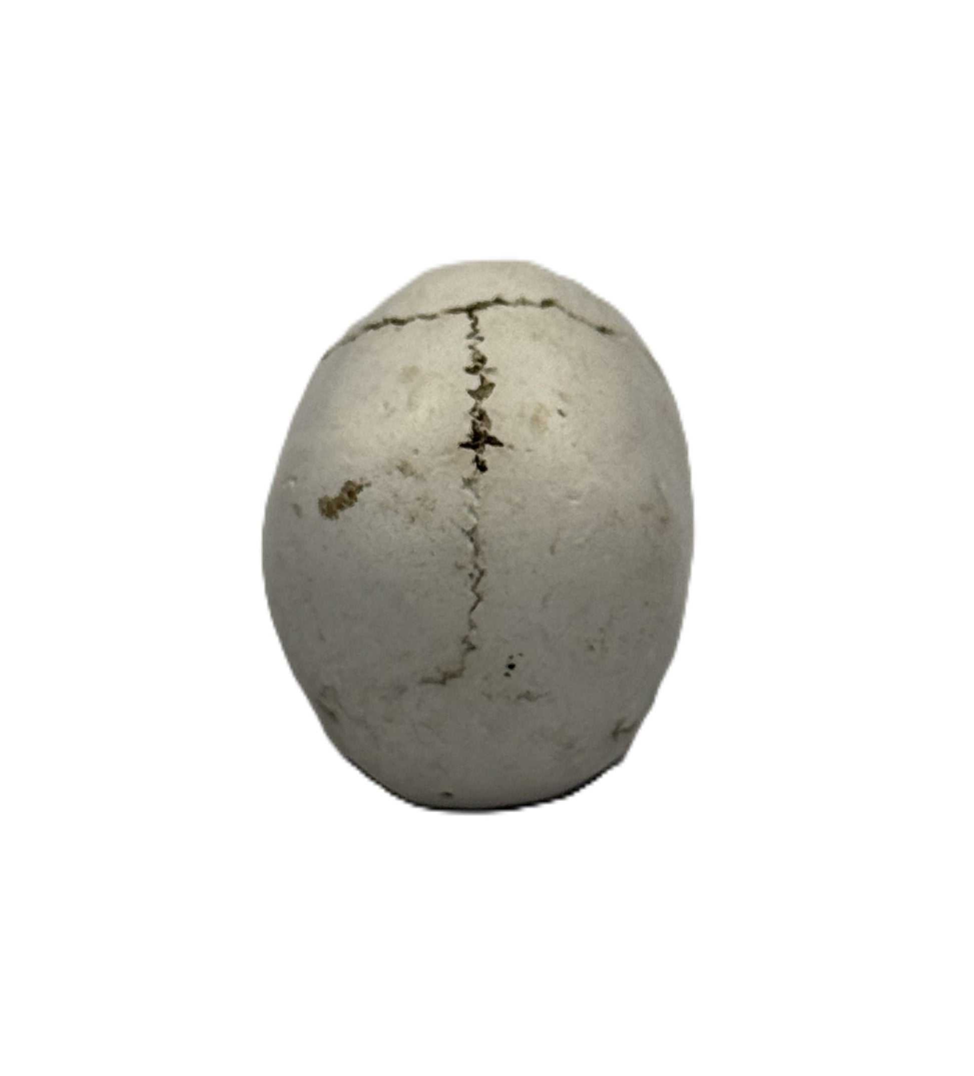 Back view of small skull statue featuring aged cracks and realistic bone finish

