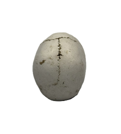 Back view of small skull statue featuring aged cracks and realistic bone finish
