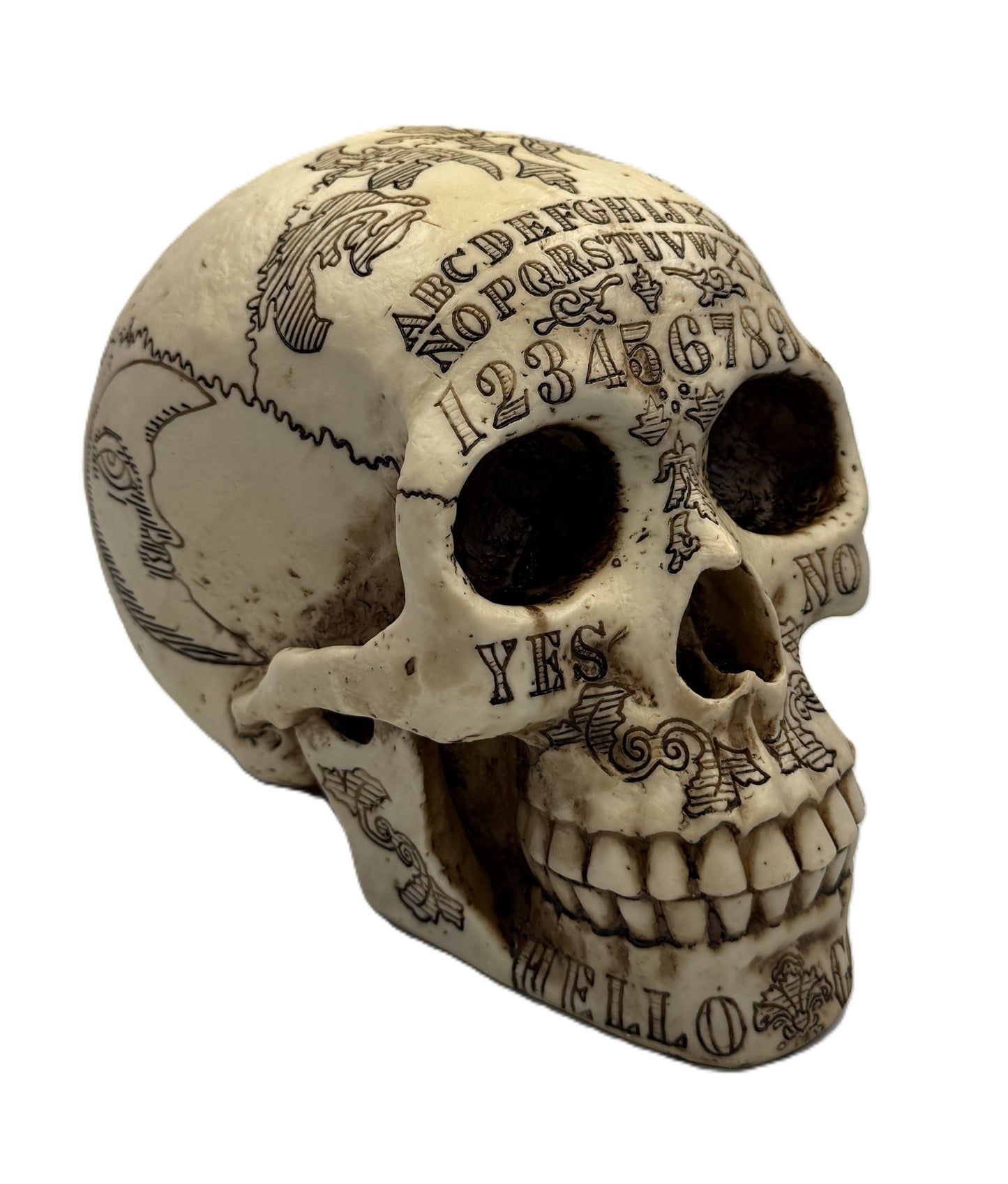 Close front view of spirit board skull with YES and NO text and engraved teeth details
