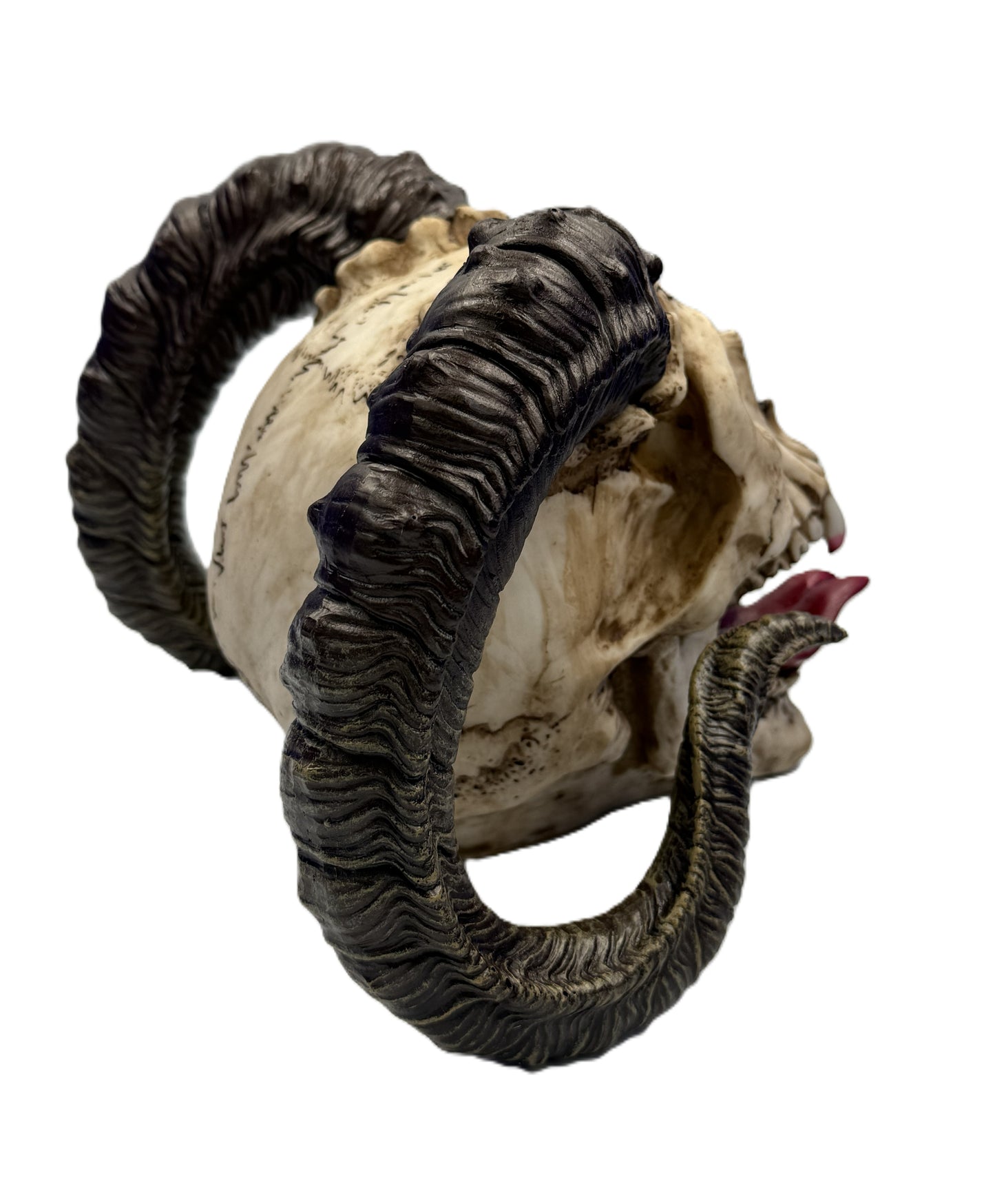Rear angled view of ram skull showing full horn curvature and detailed sculpted surface
