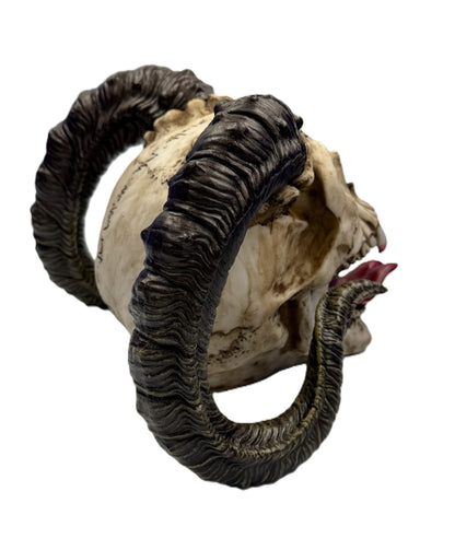 Rear angled view of ram skull showing full horn curvature and detailed sculpted surface
