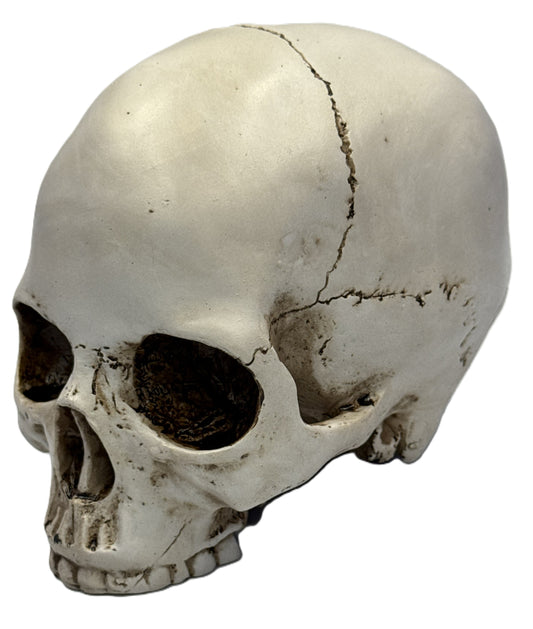 Front angled view of realistic skull head statue with aged bone texture and natural crack detailing
