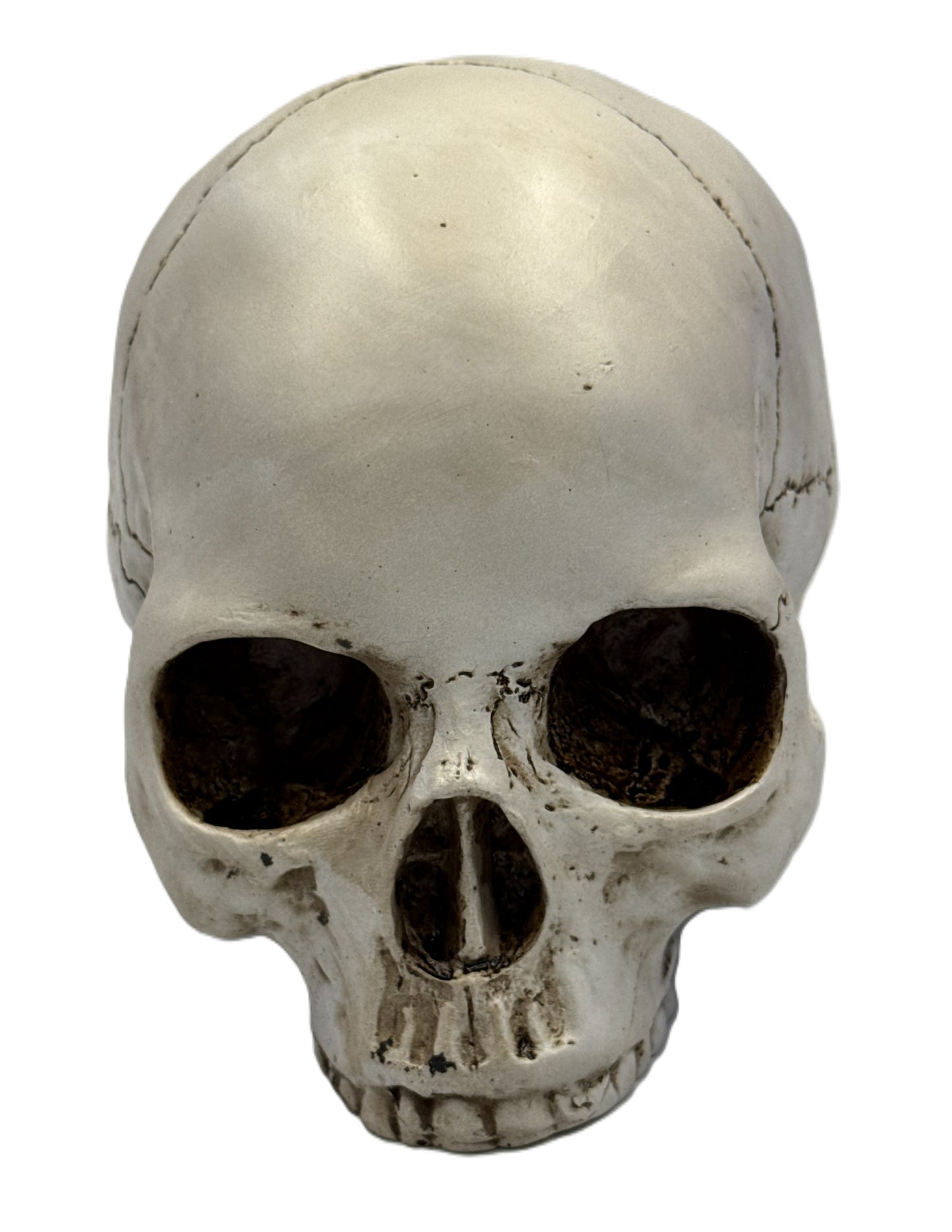 Front view of gothic skull decor with deep eye sockets and natural bone coloration
