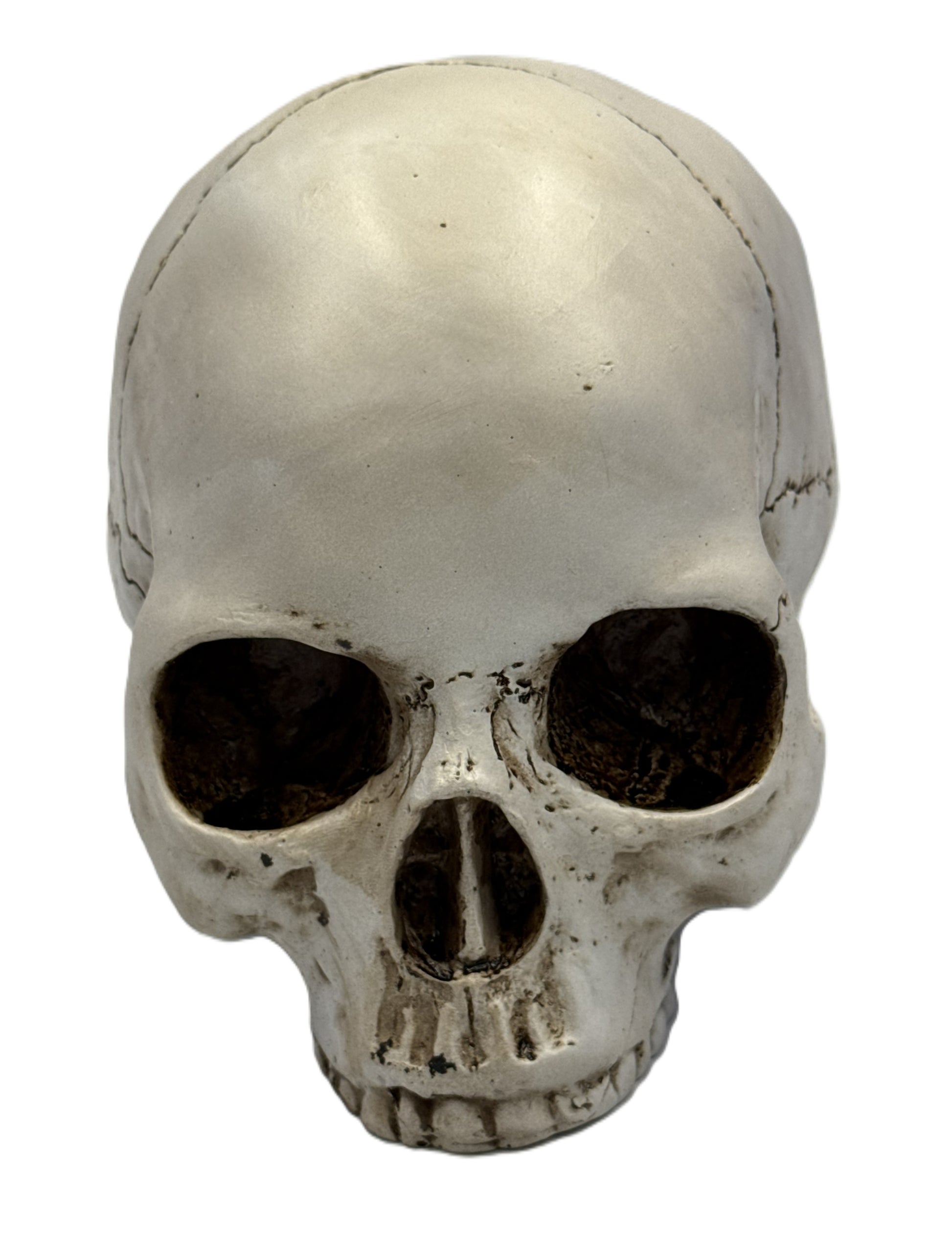 Front view of gothic skull decor with deep eye sockets and natural bone coloration
