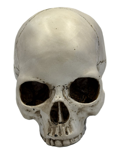 Front view of gothic skull decor with deep eye sockets and natural bone coloration
