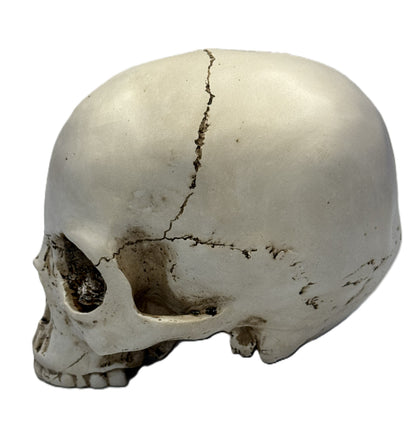Left side view of gothic skull decor showing detailed bone structure and weathered crack lines
