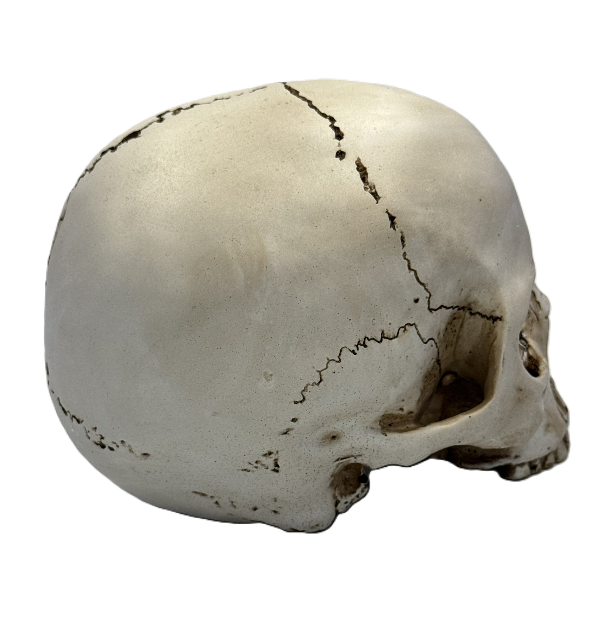 Right side view of skull statue with distressed bone finish and realistic anatomical detail
