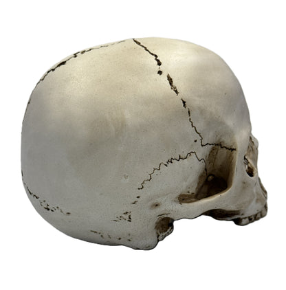 Right side view of skull statue with distressed bone finish and realistic anatomical detail
