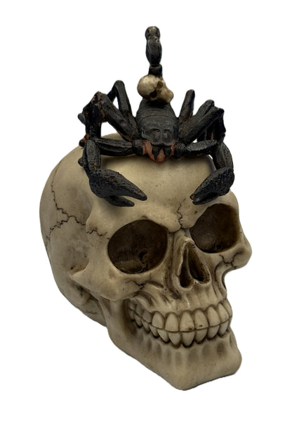 Front close view of skull with scorpion showing sharp claws and facial bone structure
