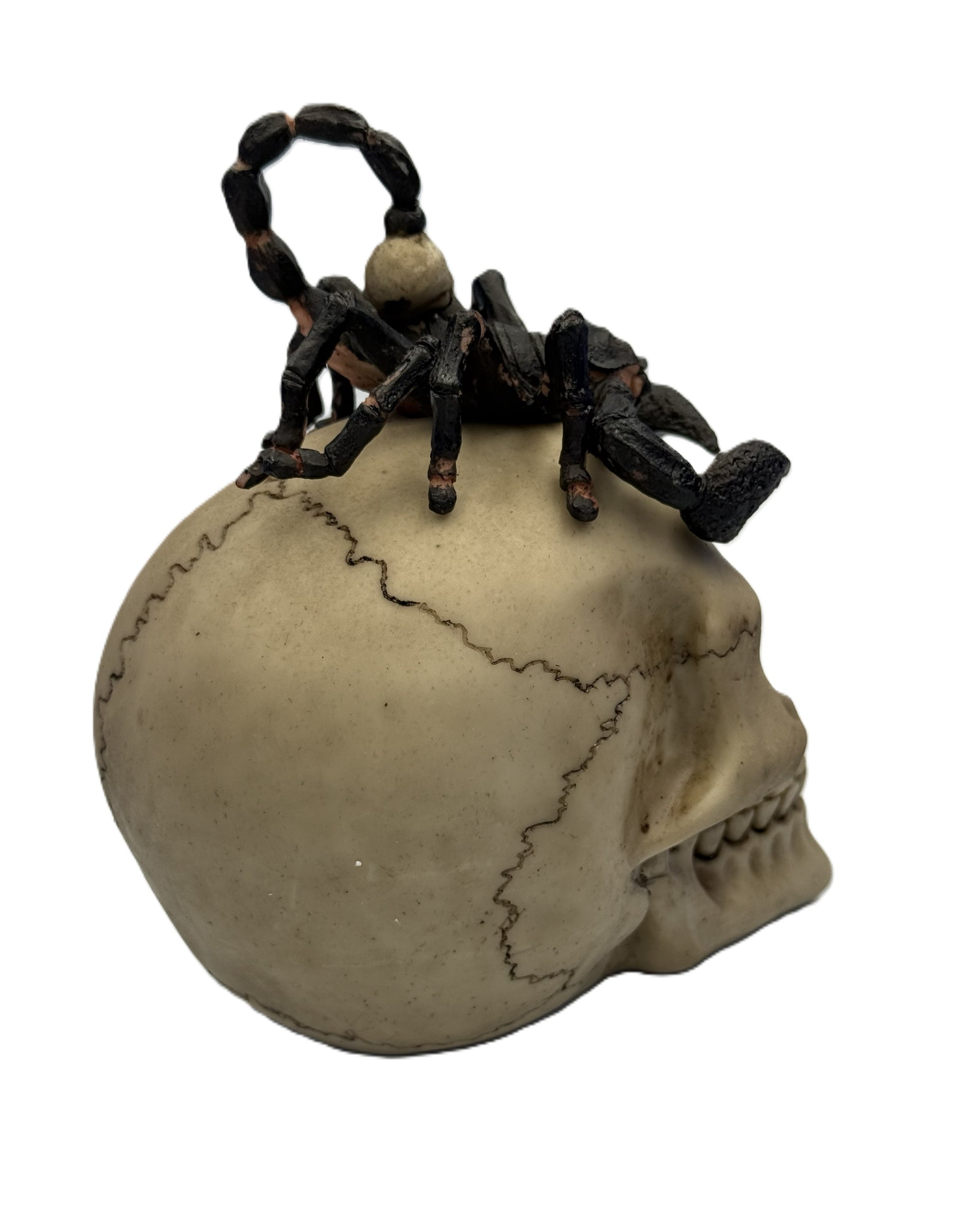 Side view of gothic skull statue highlighting scorpion legs and realistic bone detailing
