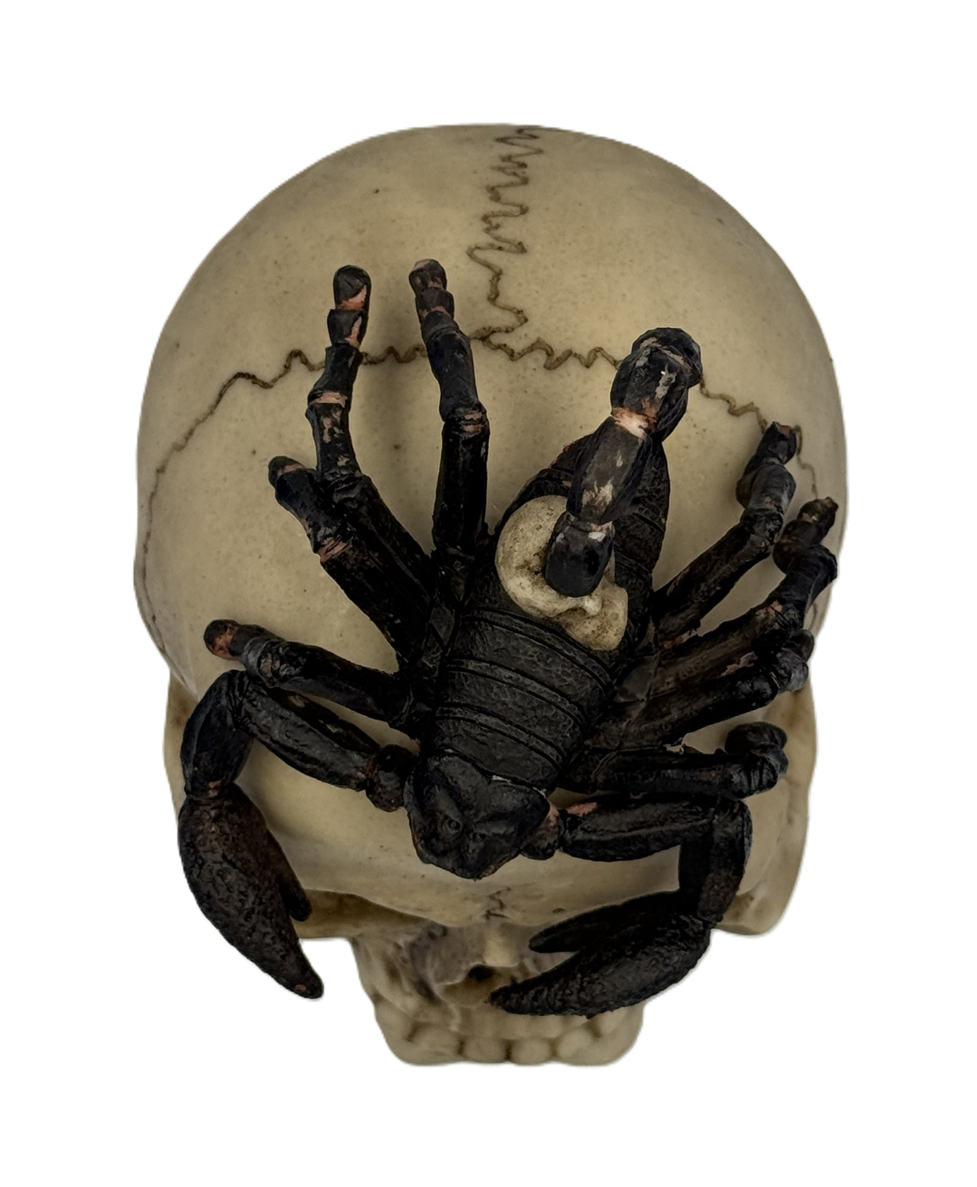 Top view of skull figurine displaying full scorpion body and segmented tail
